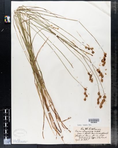 Carex tenera