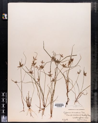 Cyperus diandrus