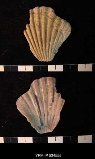 Chesapecten nefrens