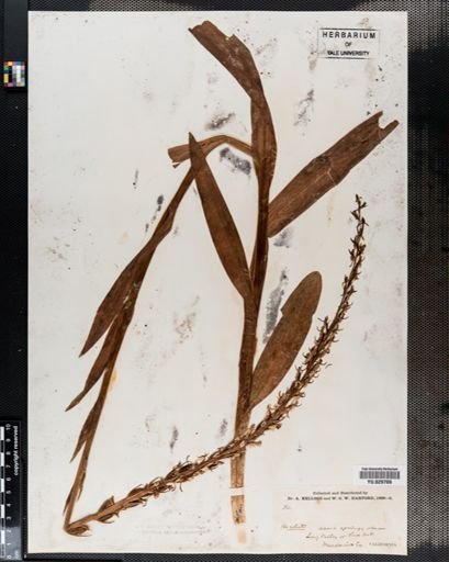 Plantae