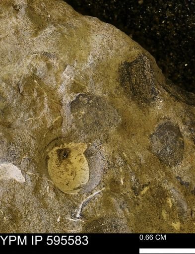 Protocardia sp.
