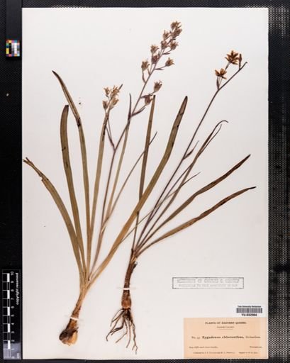 Plantae