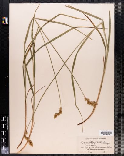 Carex projecta