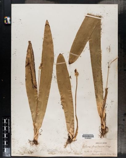 Cymophyllus fraseri