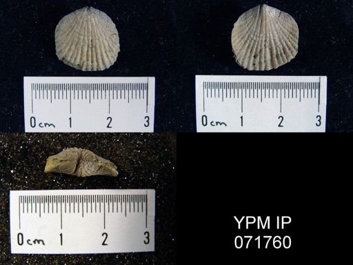 Atrypa tennesseensis
