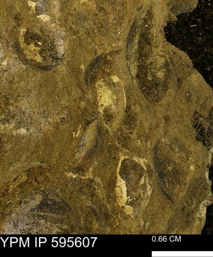 Protocardia sp.