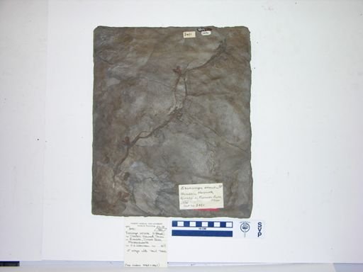 Exocampe ornata