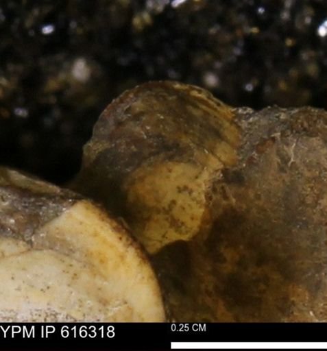 Protocardia subquadrata