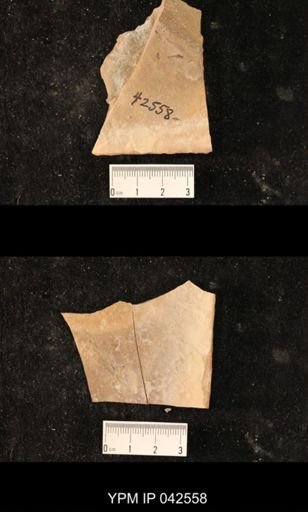 Hexapoda