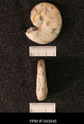 Hoploscaphites nicolletii