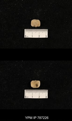 undet. Brachiopoda
