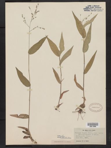 Panicum boscii