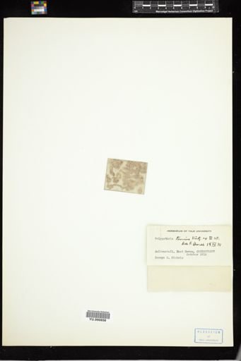 Tolypothrix tenuis