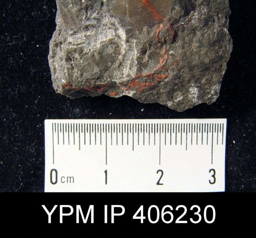 undet. Brachiopoda