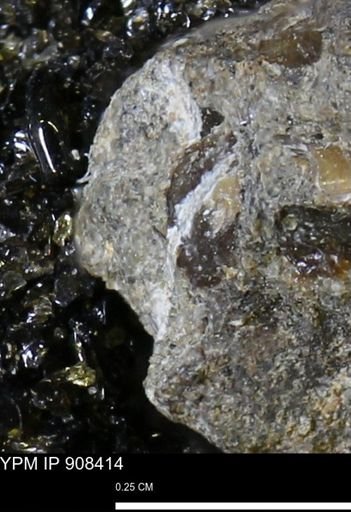 undet. Mollusca