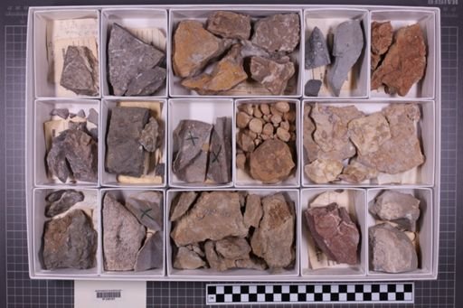 mixed taxa, stratigraphic collection