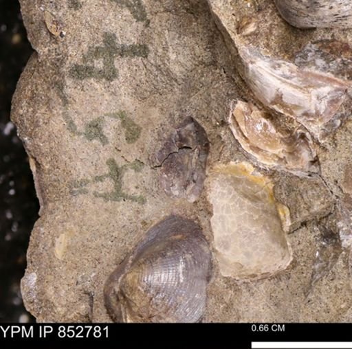 undet. Mollusca