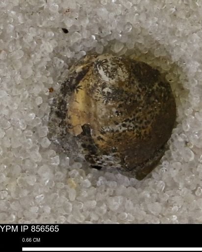 Limopsis striatopunctatus