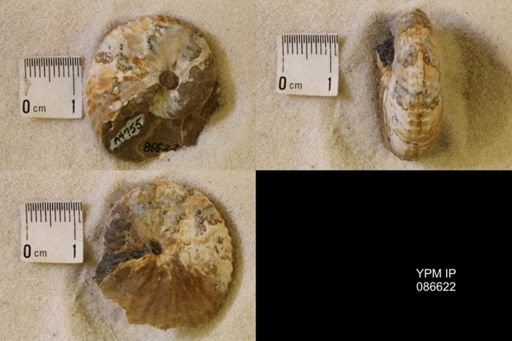 undet. Scaphitidae