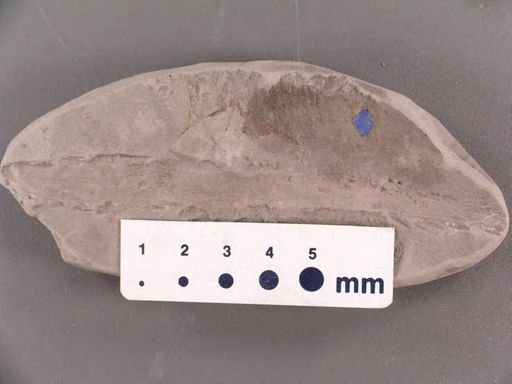 Podozamites angustifolius