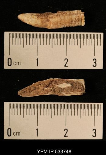 Balanus crenatus