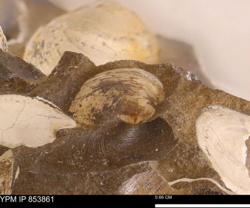 Limopsis striatopunctatus