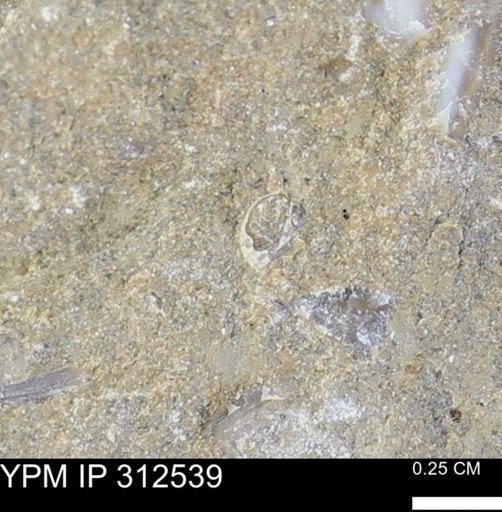 undet. Bivalvia