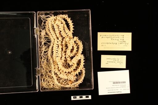Pituophis melanoleucus
