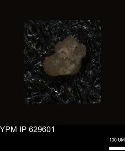 undet. Foraminiferida