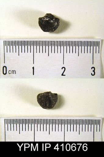 Ambocoelia umbonata