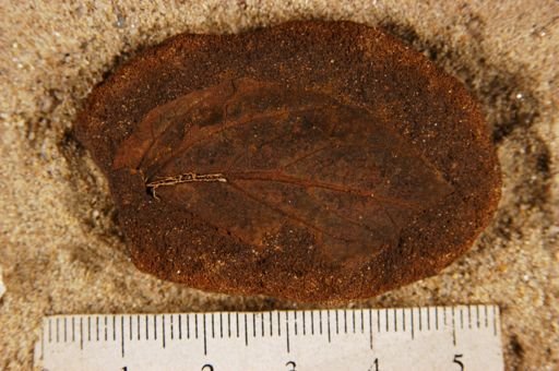 Angiospermopsida