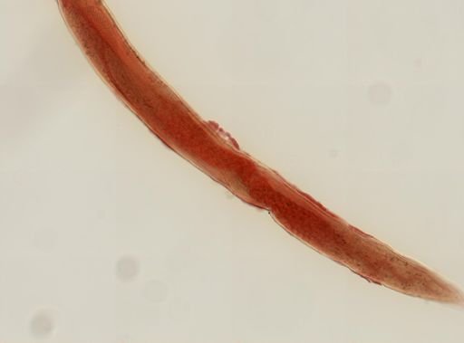 Cosmocercoides dukae