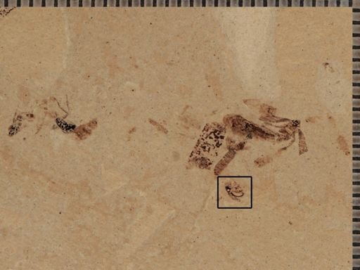undet. Coleoptera