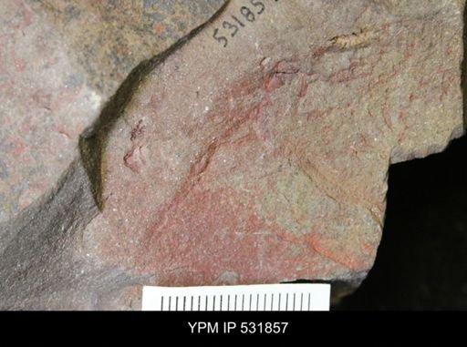 Stylophora?