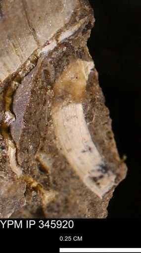 undet. Bivalvia