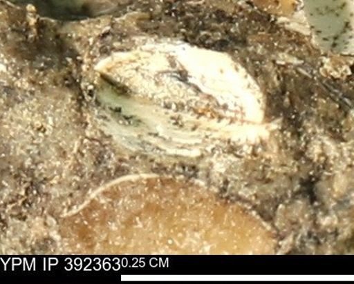 Protocardia subquadrata