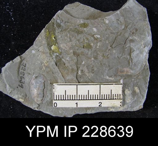 Lingula carbonaria