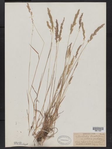 Sphenopholis obtusata