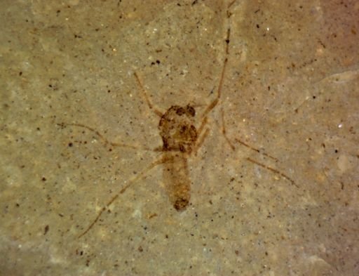 undet. Diptera
