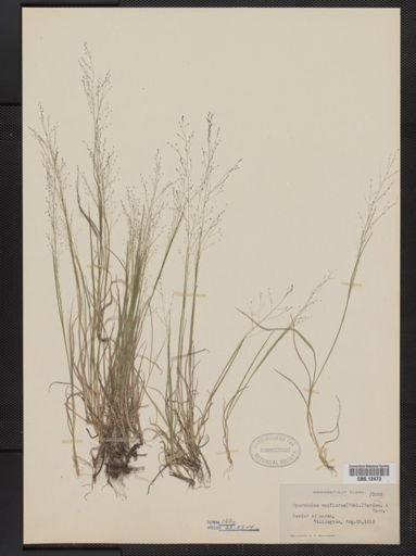 Muhlenbergia uniflora