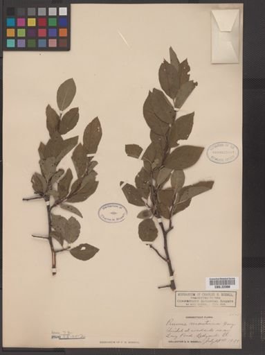 Prunus maritima