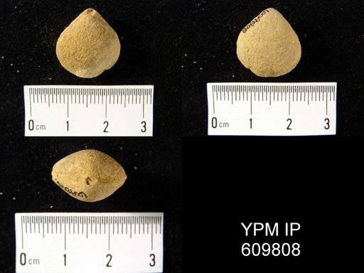 Meristella praenuntia