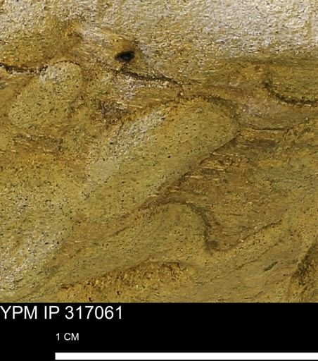 undet. Mollusca