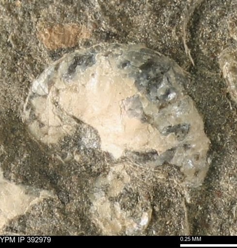 Scaphites sp.