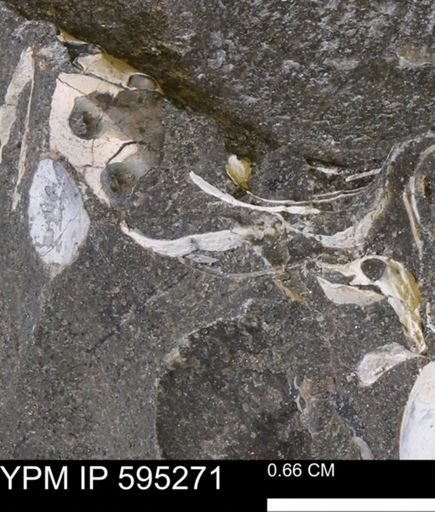 undet. Bivalvia