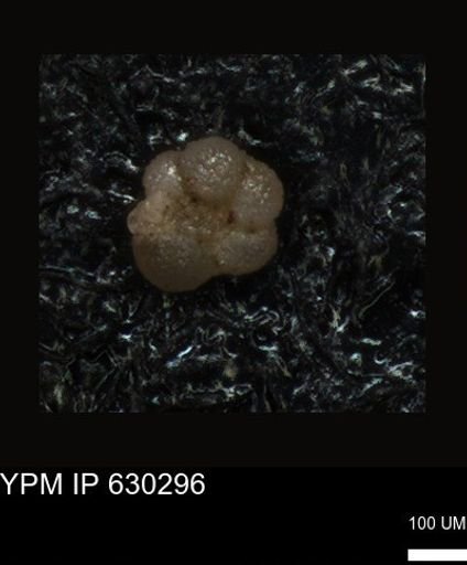 undet. Foraminiferida