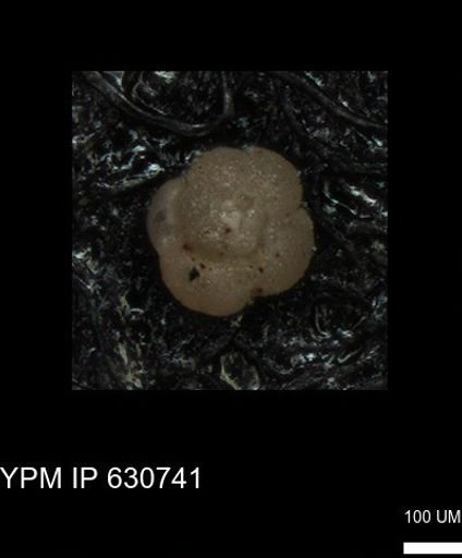 undet. Foraminiferida