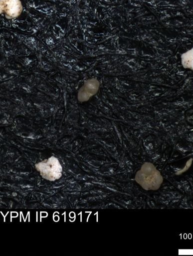 undet. Foraminiferida