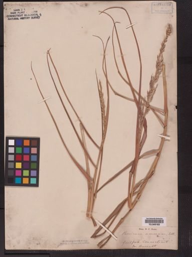 Panicum amarum