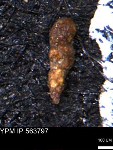 Verneuilinoides hectori